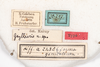 CollectionObject 1531281; NMW 20.797, 2936d24a-e5b6-4510-a9f0-46e6ba844af3: male, labels (holotype). (CollectionObject).