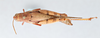 CollectionObject 2833387; CNCI 981373, 9fe2e54e-9a70-4c32-8ba9-32146dfad944: Diabolocatantops pinguis. Dorsal view. (CollectionObject).