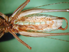 CollectionObject 1500687; a57d062e-58b3-4509-9f9f-606307d3100b: male, ventral view (holotype). (CollectionObject).