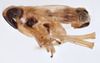 Habitus, lateral view on Delphacodes shermani (Metcalf, 1923): (Observation).