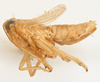 Habitus, lateral view on Delphacodes turgidus Beamer, 1948: (Observation).