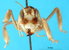 CollectionObject 1500216; fd4d5b90-ec38-47db-878d-60eb570bd3cf: female, frontal view (lectotype). (CollectionObject).