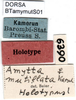 CollectionObject 1500351; de943730-1b82-4fdf-802f-881ad64a514d, DORSA BTamymutS01: labels (holotype). (CollectionObject).