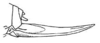 Calamoptera imhoffiana (Saussure, 1861): Fig. 35. ovipositor (length 16-16.5 mm). (Otu).