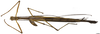 CollectionObject 1581366; d90378f3-9bb7-4e65-896b-e0d7e34de355: copyright INPA Manaus. male, ventral view (holotype). (CollectionObject).