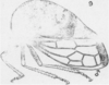 Habitus, lateral view on Cyrtolobus celsus Van Duzee, 1916: (Observation).