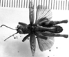 Demochares cristulatus (Stål, 1878): Image Carbonell, C.S. Male habitus, dorsal view (unspecified type). (Otu).