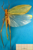 CollectionObject 1500498; ae7554a1-d52f-4b27-9f99-a0a4c860a665: male, dorsal view (syntype). (CollectionObject).