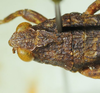 CollectionObject 1498692; 66c7d17b-c0e7-4003-bd27-74045187e68d: male head and pronotum, dorsal view. (CollectionObject).