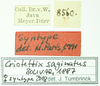 CollectionObject 1531572; 94b0910f-6db8-4a01-8d1e-3b104822eb17: labels (syntype of Criotettix saginatus). (CollectionObject).