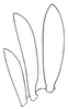 Schizodactylus hesperus Bey-Bienko, 1967: Fig. 3. male, inner spurs of hind tibia, from below. (Otu).