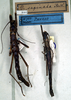 CollectionObject 1558519; NMW 121, 8deefa35-677d-4139-aed3-5c4ad4107452: copyright NMW. male (lectotype - on right), female (paralectotype). (CollectionObject).