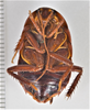 CollectionObject 1863308; 55f39647-e764-498e-a250-e833940b984b: (CollectionObject).