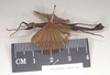 CollectionObject 1560637; NHMUK(SF IMPORT DUPLICATE) 845142', 96f9c039-1cbe-42fa-8048-a7bdb18eb280: copyright Natural History Museum, London. male of Orthomeria pandora, lateral view (paralectotype). (CollectionObject).