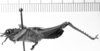 CollectionObject 1538325; aabbef28-c045-450b-9664-83088bbf36f4: male, lateral view (holotype). (CollectionObject).