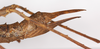 CollectionObject 1558620; 004f81cf-8f5b-48fe-ba2e-596cce0b9a6d: copyright ZMB, Berlin. female: end of abdomen, lateral view (paralectotype). (CollectionObject).;CollectionObject 1558621; 457bf35d-10cc-44dd-a7df-44b20b9cad56: copyright ZMB, Berlin. female: end of abdomen, lateral view (paralectotype). (CollectionObject).;CollectionObject 1558622; 57bd3c81-712d-4b8f-bcf9-b8a17e12b6db: copyright ZMB, Berlin. female: end of abdomen, lateral view (paralectotype). (CollectionObject).