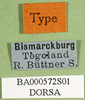 CollectionObject 1502279; 1e156b64-cd5a-44ac-afa2-6455ad3fc212: labels (syntype). (CollectionObject).