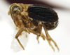 Habitus, lateral view: !! display not done !! on Syndelphax alexanderi (Metcalf, 1923): (Observation).