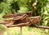 FieldOccurrence 361; ae51837c-4f91-4df4-9709-a467ab798506; Tanzania
Sanje Trail Udzungwa Mountains, 2019/01/29: pair mating. (FieldOccurrence).