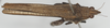 CollectionObject 1576827; 5663a596-0415-46b5-a2c1-6194da90a96d: female, dorsal view (syntype). (CollectionObject).