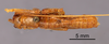 CollectionObject 1521986; 67908ed1-ce08-4d93-b720-e78db939e460: Male, dorsal view (syntype). (CollectionObject).