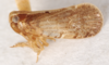 Habitus, lateral view on Demetia haitiensis (Caldwell, 1950): (Observation).