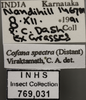 Other: !! display not done !! on Cofana spectra (Distant, 1908): Labels. (Observation).