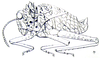 Paraphysemacris spinosus Dirsh, 1963: Fig. 3. male. (Otu).