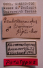 CollectionObject 1543493; 6e6e2f81-4eb0-4a23-b9c4-cfef2aa57d63: labels (syntype). (CollectionObject).