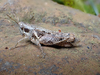 FieldOccurrence 651; 32554ca8-e11b-4d79-b59c-77cdac1b24cc; Tanzania
Chala area eastern slopes Mount Kilimanjaro, 2020/02/??: (FieldOccurrence).