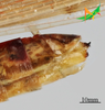 CollectionObject 2273001; 18094257-ca7a-4177-8444-bc9707923d41, Unioeste Cascavel K-1255: Female, terminalia in lateral view. (CollectionObject).