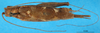 CollectionObject 1567281; cfb67743-a479-4615-96bb-f1c250a59d37: male, dorsal view. (CollectionObject).