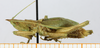CollectionObject 1597506; a53d1ecc-e3de-4746-95cd-68c376940237: male, lateral view (holotype). (CollectionObject).