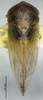 Habitus, dorsal view: (Observation).