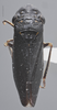 Habitus, dorsal view on Cuerna sayi Nielson, 1965: Dorsal. (Observation).