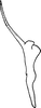 Stylus on Diomma (Diomma) pulchrum (Matsumura, 1916): Stylus. (Observation).