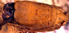 Eremopedes (Eremopedes) ephippiatus (Scudder, 1899): male pronotum, dorsal view (holotype?). (Otu).