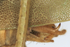CollectionObject 1539775; b4797a1c-72f3-4213-ac57-10e0ac17fc21: male cerci (syntype). (CollectionObject).