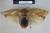 Rhabdoblatta praecipua (Walker, 1868): Copyright NHM, London. Lectotype female of synonym Epilampra praecipua, dorsal view. (Otu).