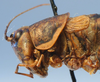 CollectionObject 1520638; d9cc3d14-eaf9-412f-8881-213f42908d12: female head and pronotum, lateral view (paratype). (CollectionObject).