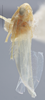 Habitus, lateral view on Empoasca (Empoasca) originalis González, 1955: Lateral. (Observation).