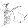 Pygofer, lateral view on Agnesiella (Draberiella) quinquemaculata (Distant, 1918): Pygofer, lateral view. (Observation).