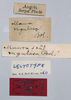 CollectionObject 1535544; 8aff02f8-a95b-441d-b0a6-6121e4c2b791: female, labels (lectotype of Maura rugulosa). (CollectionObject).