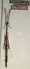 CollectionObject 1557365; NMW 646, 0392c4db-07d2-482a-83b6-0a62e65d4185: copyright NMW, Vienna. male (holotype). (CollectionObject).