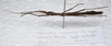CollectionObject 1584692; dc994241-e32a-4f97-871b-885edaf10f94: copyright MBBJ, Bogor. female (paratype). (CollectionObject).