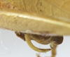CollectionObject 1539825; d35eb94e-4f5b-48a7-ae48-ce31593cc3c5: male cerci (holotype). (CollectionObject).