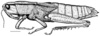 Aleuas vitticollis Stål, 1878: Fig. 19. female habitus, brachypterous, from Uruguay, Dept. Flores, Arroyo Pinto. (Otu).