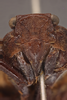 Head: !! display not done !! on Acmonia punctata Lallemand, 1959: (Observation).