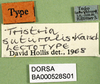 CollectionObject 1501372; 91457f59-dadf-4b7e-be6a-da1f8f6afe49: labels (lectotype of Tristria suturalis). (CollectionObject).