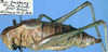 Isophya zernovi Miram, 1938: male, lateral view (paratype). (Otu).